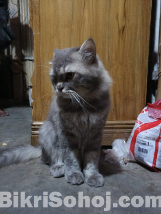 Parsian cat (  NOR )
